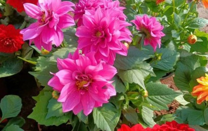 宿根花卉应如何施肥