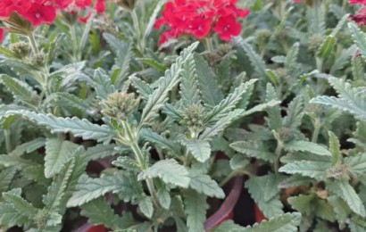 不同种类花卉对肥料的需求有哪些差异？