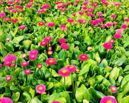 雏菊