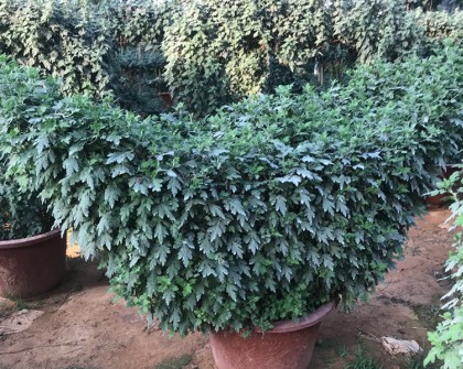 菊花造型