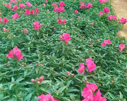 金鱼草