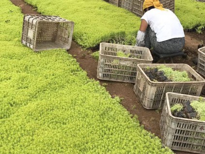 佛甲草装货中