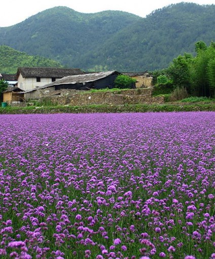 柳叶马鞭草花海