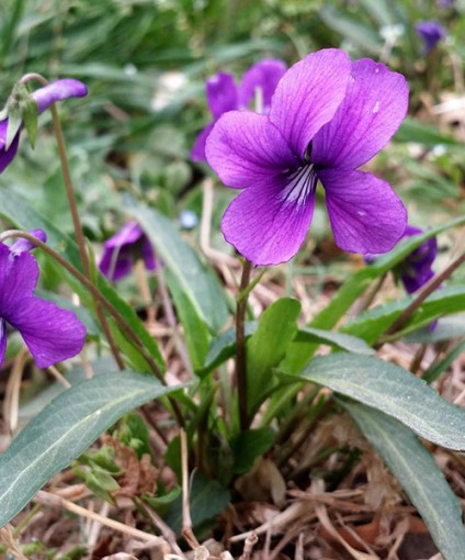 紫花地丁