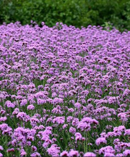 柳叶马鞭草花海
