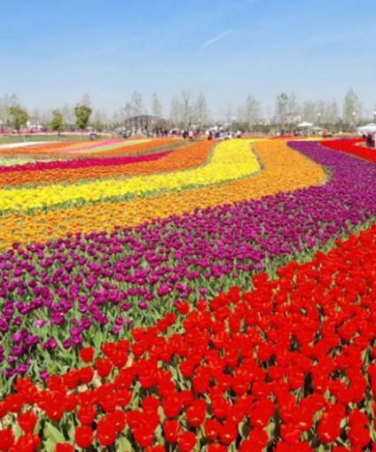 郁金香花海