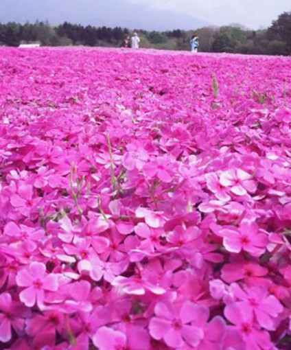 芝樱花海