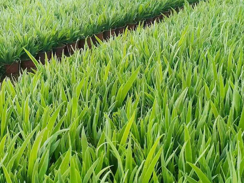 鸢尾
