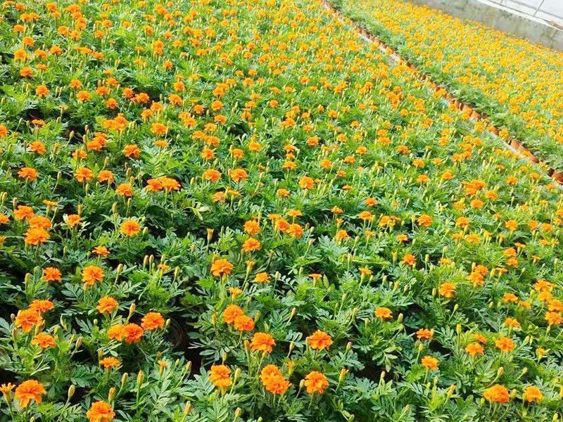 孔雀草