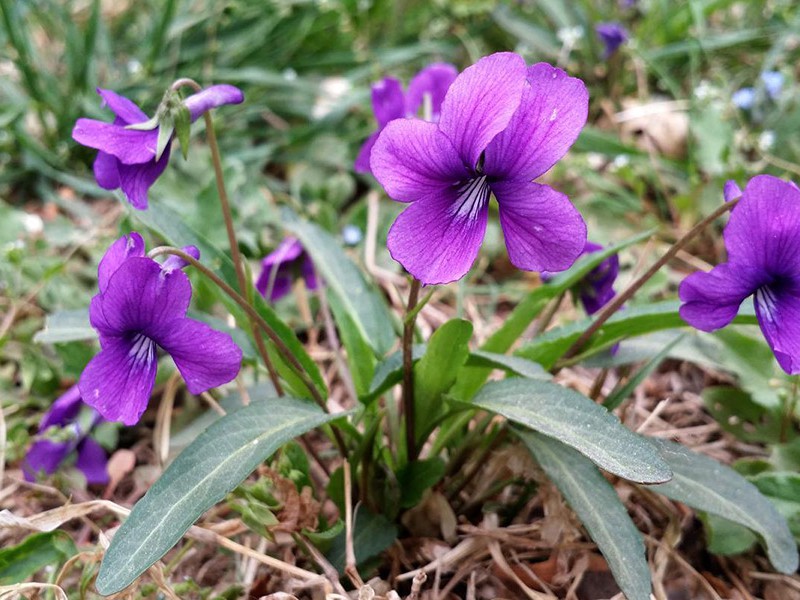 紫花地丁