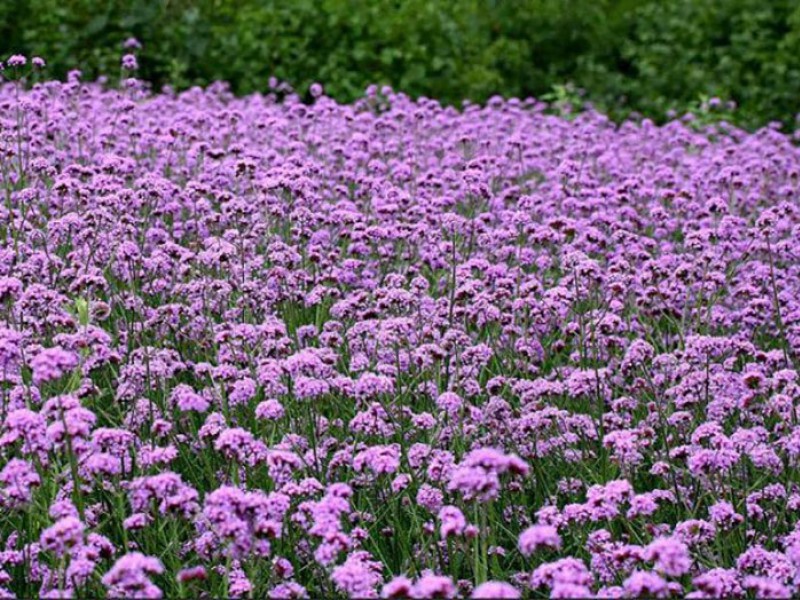 柳叶马鞭草花海