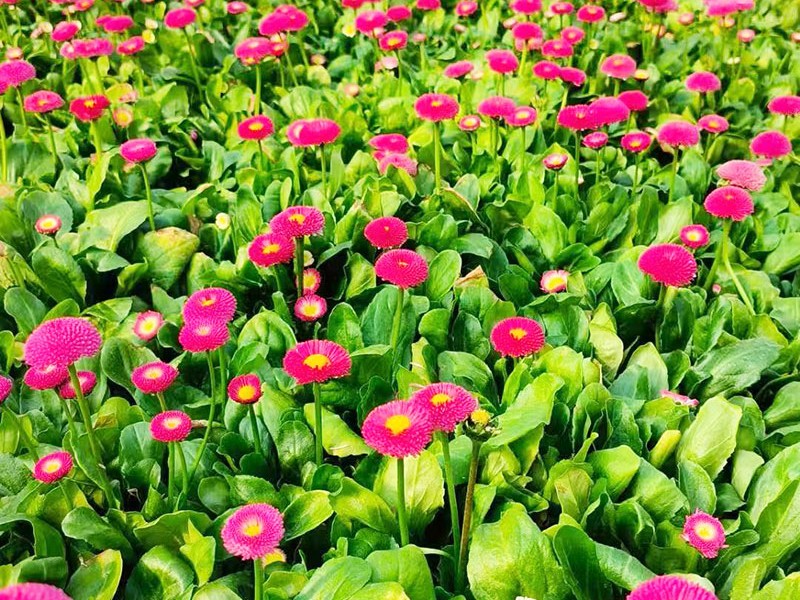 雏菊
