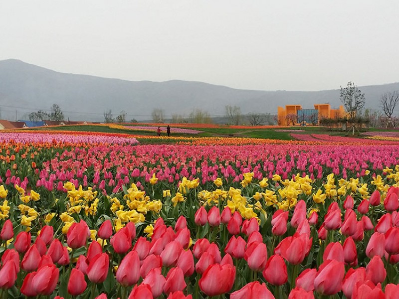郁金香花海