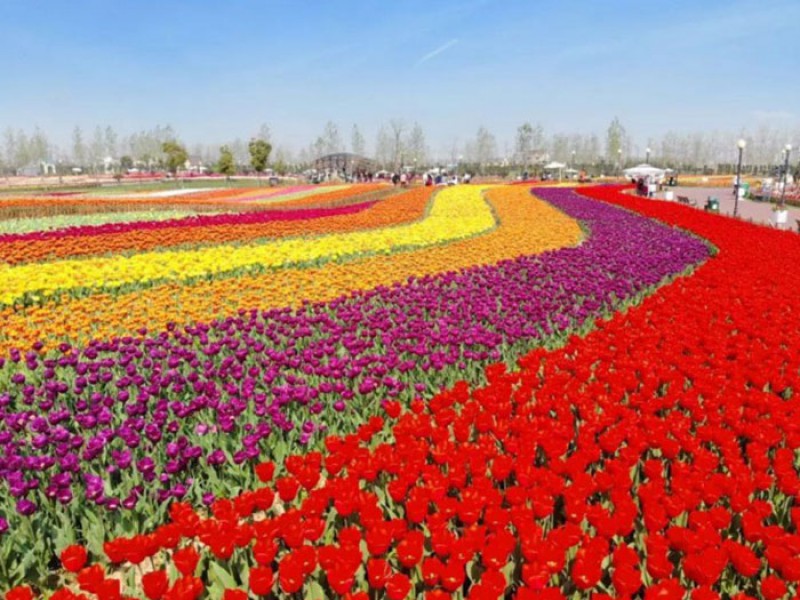 郁金香花海