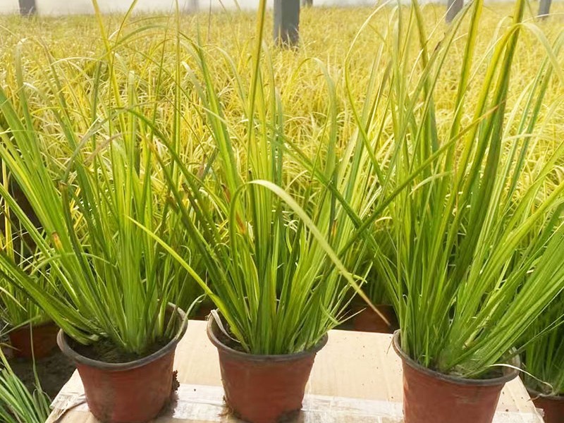 金叶石菖蒲