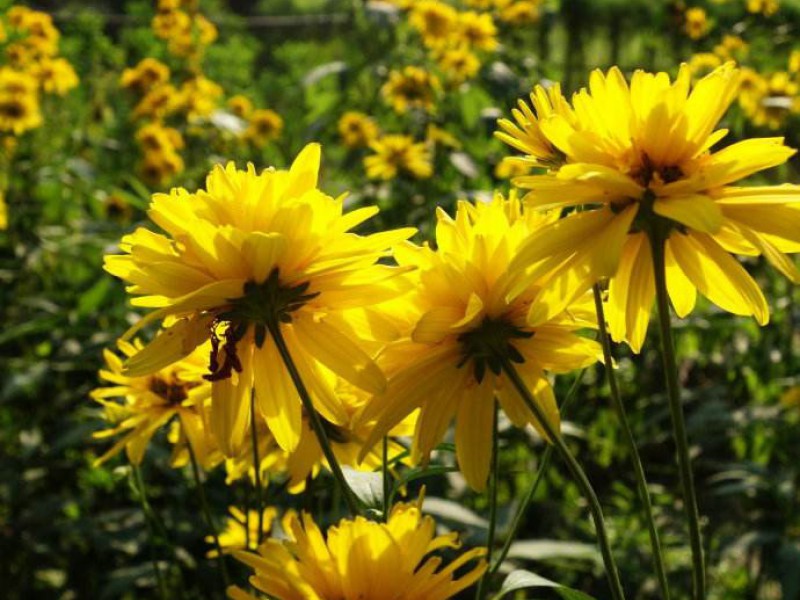 金光菊
