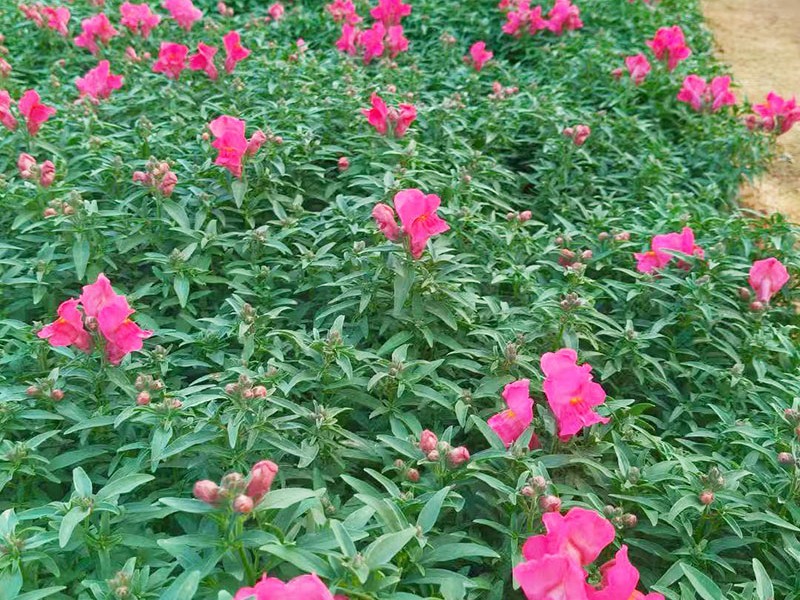 金鱼草