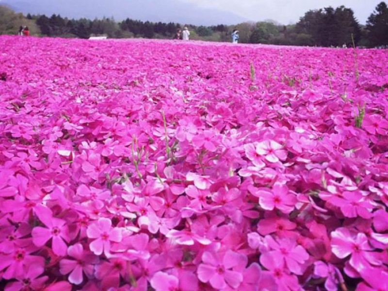 芝樱花海